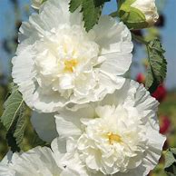 Image result for Alcea rosea majorette white