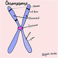 Image result for Chromosome Map AP Biology