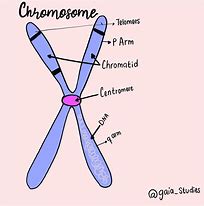 Chromosome 的图像结果