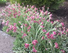 Image result for Antennaria dioica Minima