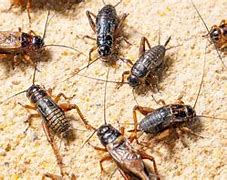 Image result for Feeder Insects