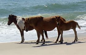 Image result for Assateague Wild Horses