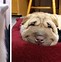Image result for Happy Puppy Face