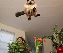 Image result for Chaos Cat Meme