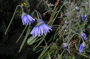 Image result for Allium beesianum