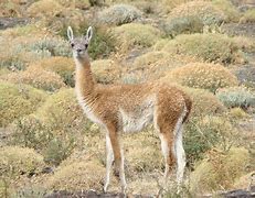 Image result for guanaco