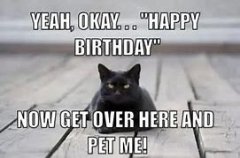 Image result for Funny Sarcastic Birthday Cat Memes