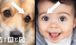Image result for Dog Human Eyes