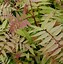 Image result for Sorbaria sorbifolia PINK HOPI