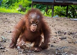 Image result for Funny Baby Orangutan