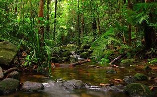 Image result for Rainy Forest Photos