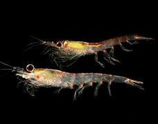 Image result for euphausiidae