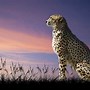 Image result for Cool Cheetah Wallpaper