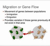 Image result for Gene Flow Migration