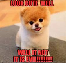 Image result for Looking Cute Meme