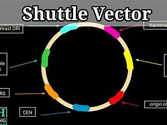 Image result for Shuttle Plasmid Vector Diagram