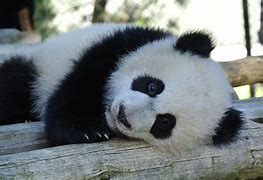 Image result for Giant Panda Bear Cubs