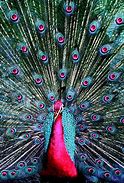 Image result for Beautiful Pink Peacock Feather