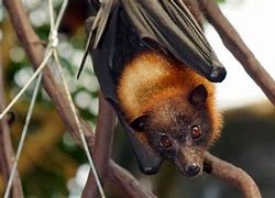 Image result for Crowned Flying Fox