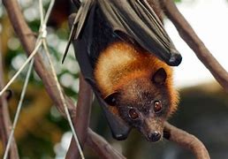 Image result for Golden Flying Fox Bat