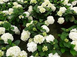 Image result for Hydrangea macrophylla Nymphe