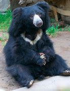 Image result for Sloth Bear Funny