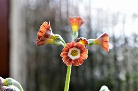 Risultato immagine per Primula auricula Blush Baby