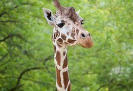 Image result for Funny Looking Giraffe