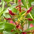 Image result for gloriosa