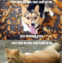 Image result for Cats and Dogs Funny Animal Memes