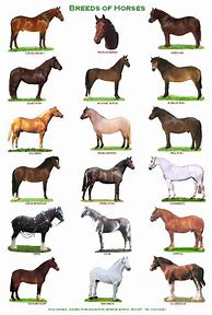 Image result for Equine Breeds