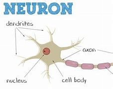 Image result for 5 Parts of the Neuron