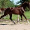 Image result for Saddlebred Horse