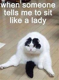 Image result for LOL Cat Memes