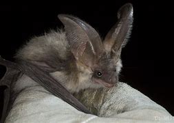 Image result for Unusual Bats