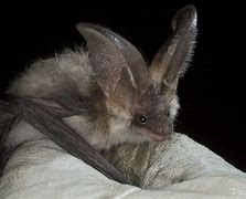 Image result for Grey Long-Eared Bat