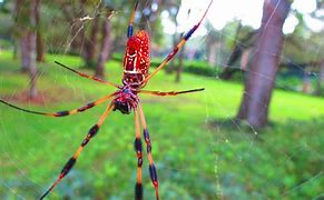 Image result for Florida Cane Spider
