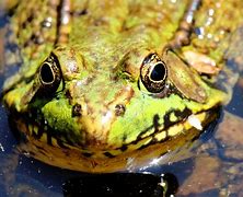 Image result for Happy Frog Face