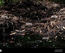 Image result for A Compost Pile with Organic Materials