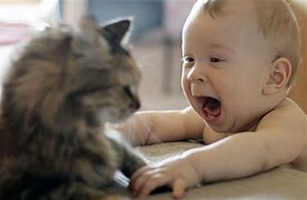 Image result for Funny Cats and Babies