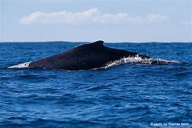 Image result for Humpback Whale Dorsal Fin