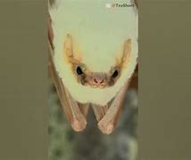 Image result for Honduran White Bat Adult