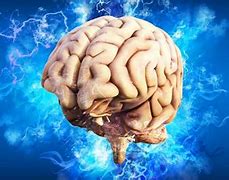 Image result for Brain Intresting Fact