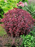 Image result for Sedum telephium Xenox