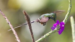 Image result for Discosura Trochilidae