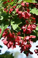 Image result for Acer Tataricum