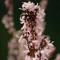 Image result for Abeliophyllum distichum Roseum