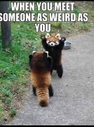 Image result for Cute Animal Memes Clean