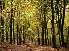 Image result for Forests in Wales