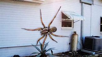 Image result for The Biggest Spider in the World That Is Real